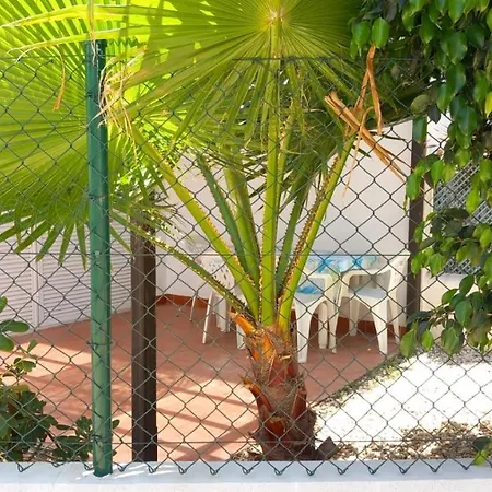 Palma 392